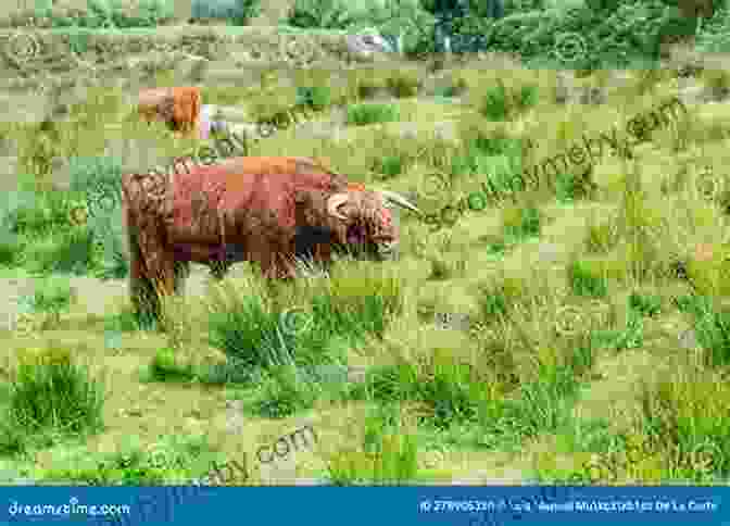 A Breathtaking Image Of A Majestic Herd Of Highland Cattle Grazing On A Windswept Scottish Moor, With A Lone Rider On Horseback In The Foreground The Guardian Herd: Stormbound (The Guardian Herd 2)