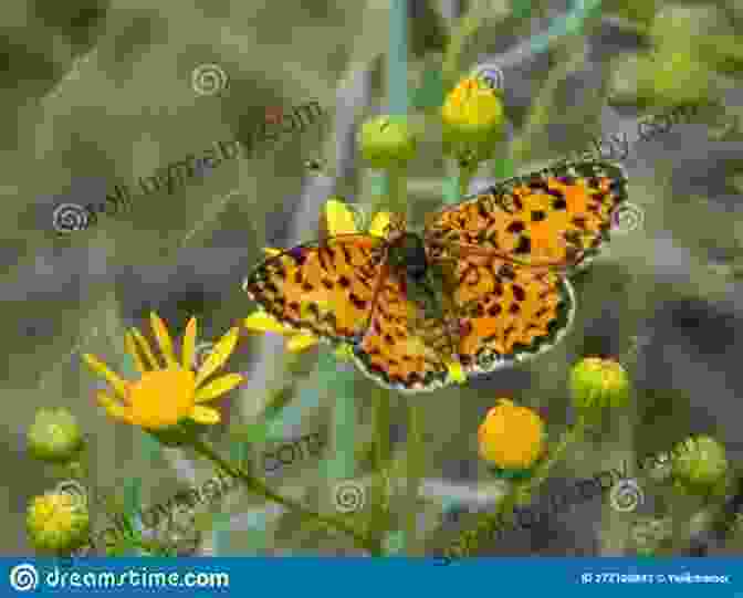 A Butterfly Flutters Among Wildflowers Along A New England Roadside New England S Roadside Ecology: Explore 30 Of The Region S Unique Natural Areas