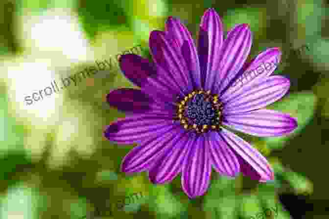 A Close Up Of A Vibrant Flower In A Garden Epic Tomatoes: How To Select And Grow The Best Varieties Of All Time