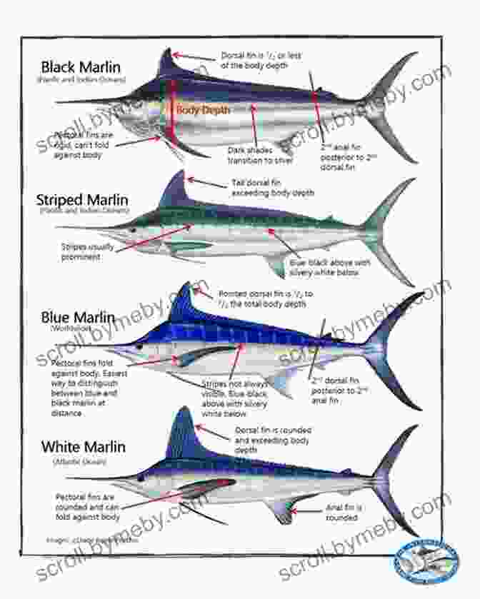 A Collage Of Various Game Fish Species, Including Marlin, Tuna, And Wahoo, Highlighting Their Unique Characteristics And Specialized Fishing Techniques 250 Amazing Fishing Tips: The Best Tactics And Techniques To Catch Any And All Game Fish