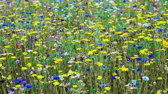 A Field Of Colorful Wildflowers Blooming Along A New England Roadside New England S Roadside Ecology: Explore 30 Of The Region S Unique Natural Areas