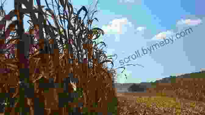 A Field Of Kentucky Corn And A Limestone Spring, Symbolizing The Key Ingredients Of Bourbon Bourbon: The Story Of Kentucky Whiskey