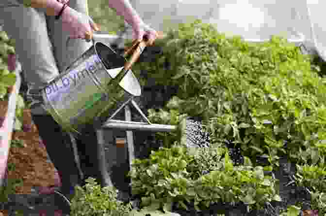 A Gardener Carefully Watering A Row Of Plants In A Greenhouse Epic Tomatoes: How To Select And Grow The Best Varieties Of All Time