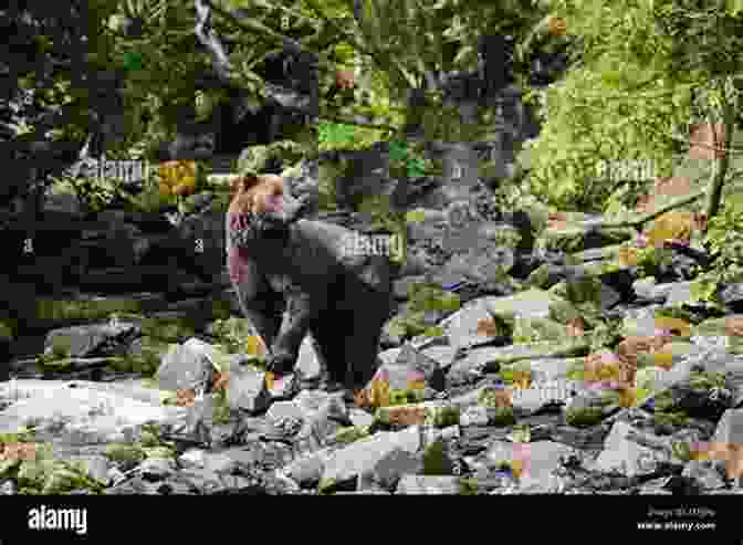 A Grizzly Bear Standing On A Rock In Alaska North With Doc Volume Four