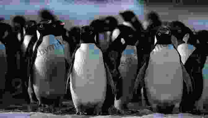 A Group Of Gentoo Penguins Waddling On The Icy Shores Of Antarctica, With A Snowy Mountain Backdrop Naturalists At The Polar Regions Antarctica