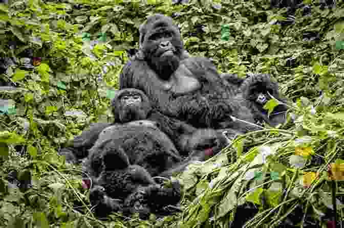 A Group Of Mountain Gorillas In The Lush Vegetation Of Virunga National Park It S Cool To Learn About Countries: Democratic Republic Of Congo (Explorer Library: Social Studies Explorer)