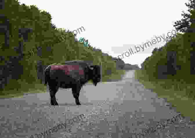 A Herd Of Bison Grazing In Wood Buffalo National Park, Northern Alberta Driving North On The Road To Northern Alberta And The Northwest Territories: A Driving Journal