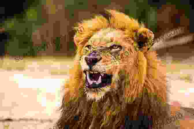 A Majestic Barbary Lion, Its Golden Hued Mane Flowing In The African Breeze The Barbary Lion CP McHugh