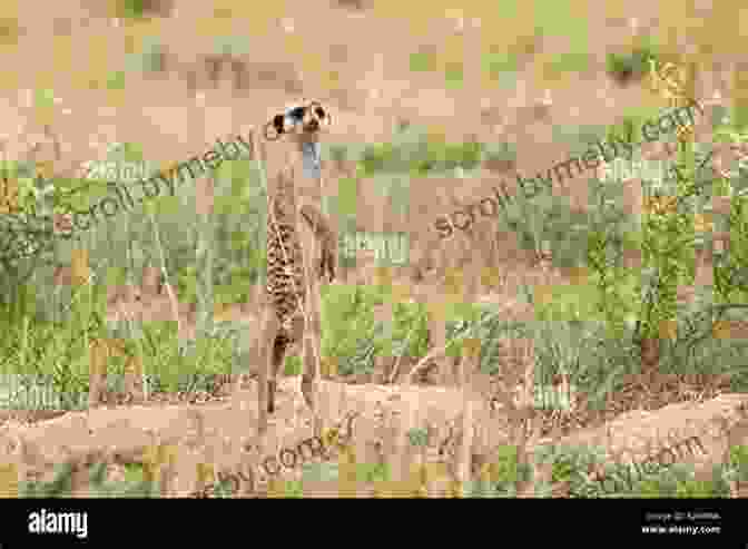 A Meerkat Standing On Its Hind Legs, Keeping Watch National Geographic Readers: Meerkats Katharine Kenah