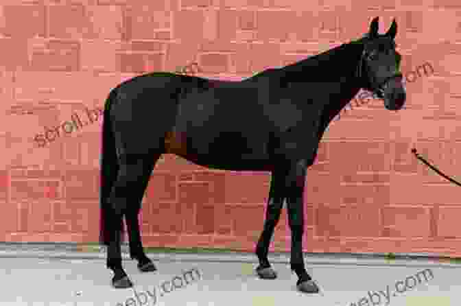 A Person Examining A Horse's Conformation An To Barrel Racing