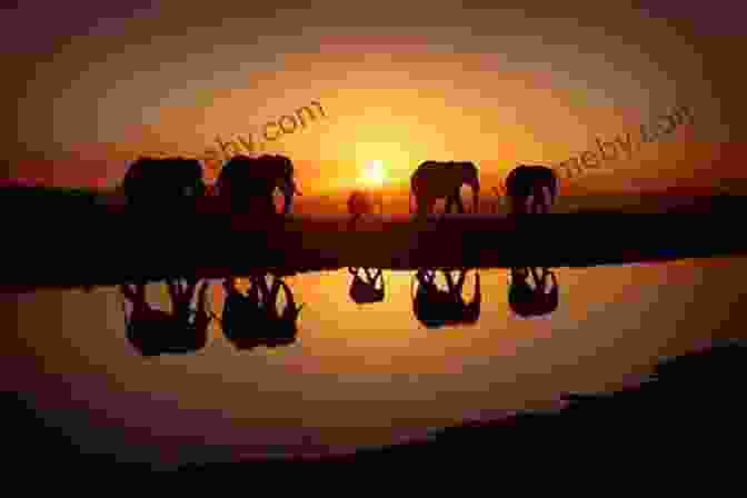 A Powerful Image Of A Herd Of Elephants Crossing A River, With The Sun Setting Behind Them. The Guardian Herd: Landfall: Landfall The (The Guardian Herd 3)