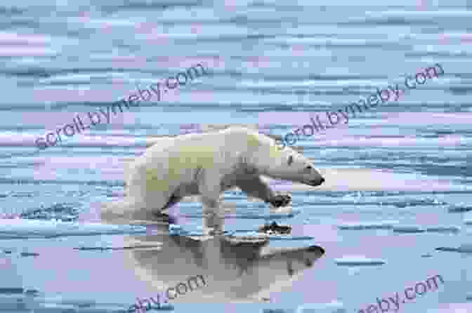 A Solitary Polar Bear Standing On A Shrinking Ice Floe, Highlighting The Impact Of Climate Change On Its Habitat. Losing The Ice (Ice 2)