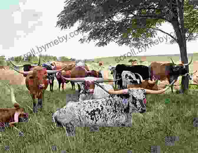 A Vast Herd Of Longhorn Cattle Grazing On The Range History Of The West With Jemmey Fletcher: Tyrant S Road