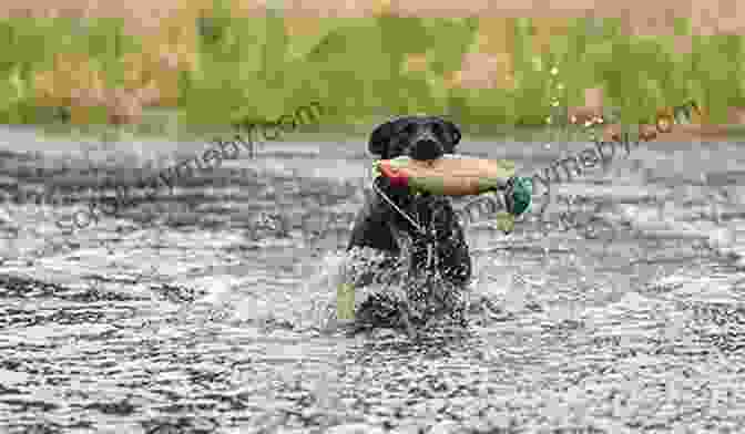 A Well Trained Gundog Retrieving A Bird Absolutely Positively Gundog Training: Positive Training For Your Retriever Gundog