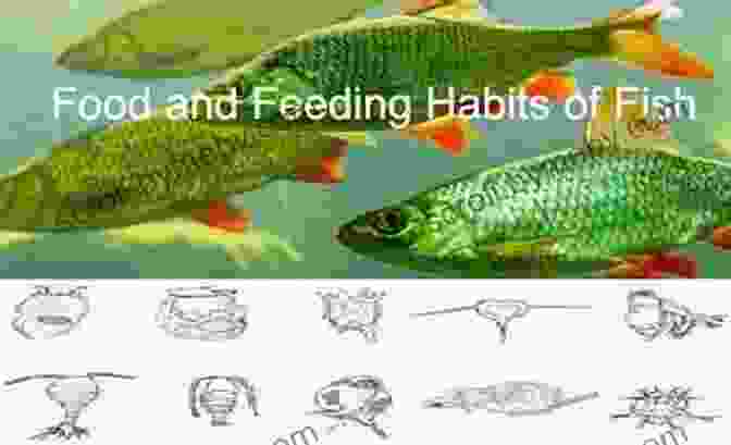 An Infographic Depicting The Behavior Patterns Of Game Fish, Including Their Feeding Habits, Spawning Cycles, And Environmental Preferences 250 Amazing Fishing Tips: The Best Tactics And Techniques To Catch Any And All Game Fish