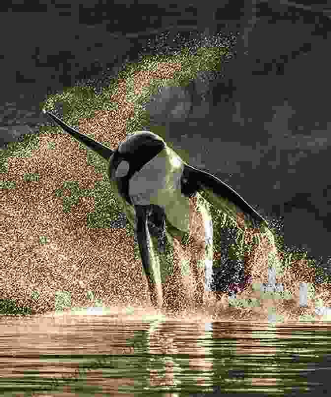 An Orca Whale Breaches The Water In The San Juan Islands. Day Hiking: The San Juans Gulf Islands: National Parks * Anacortes * Victoria