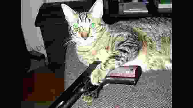 Bad Kitty Using A Water Pistol On A Puppy Bad Kitty Does Not Like Dogs