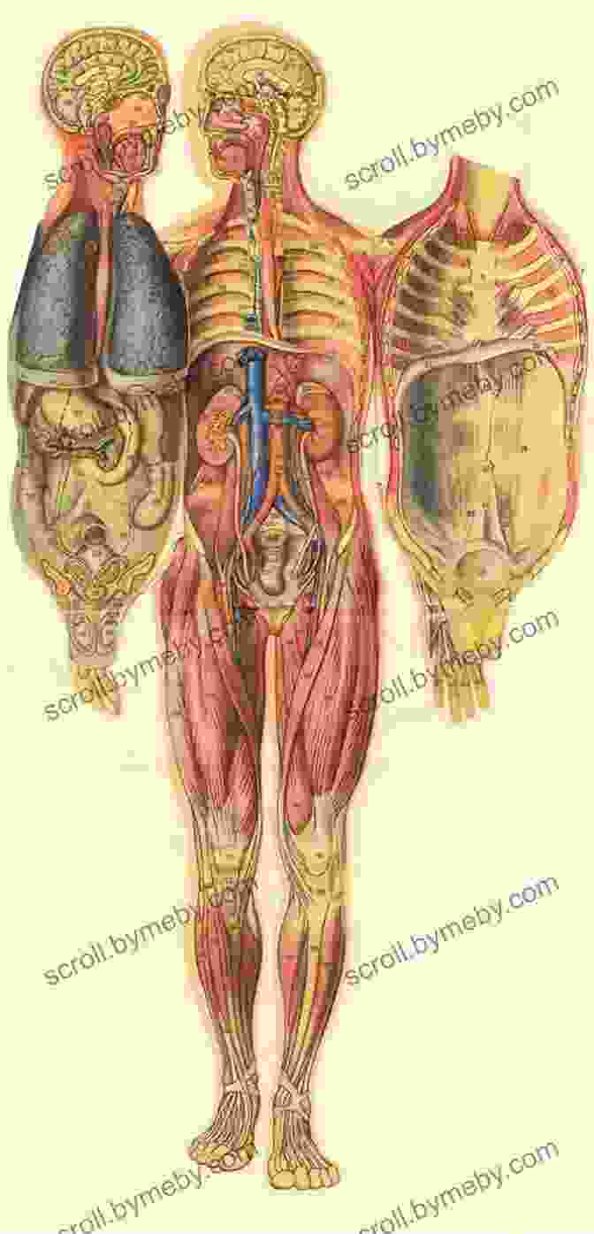 Detailed Anatomical Illustrations Clarify The Mechanics Of Movement Dancing With The Father: The Language Of Movement And Expression