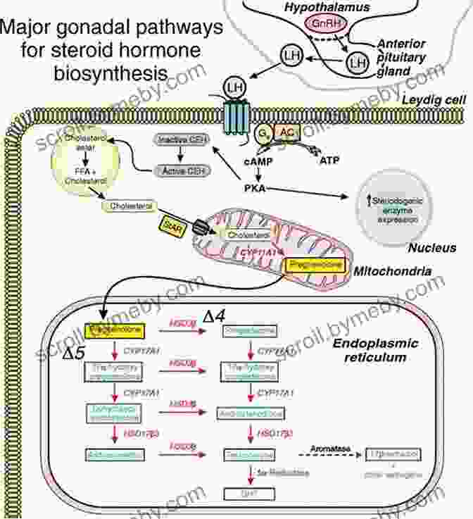 Diagram Illustrating The Biosynthesis, Regulation, And Roles Of Testosterone In The Male Body. T FOR TESTOSTERONE: Beginner Guide To Testosterone Debunking Myths Reason For Replacement Mistakes To Avoid And Natural Treatments