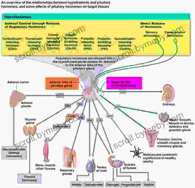 Diagram Of The Hormone Regulation System Perfect Hormone Balance For Fertility: The Ultimate Guide To Getting Pregnant