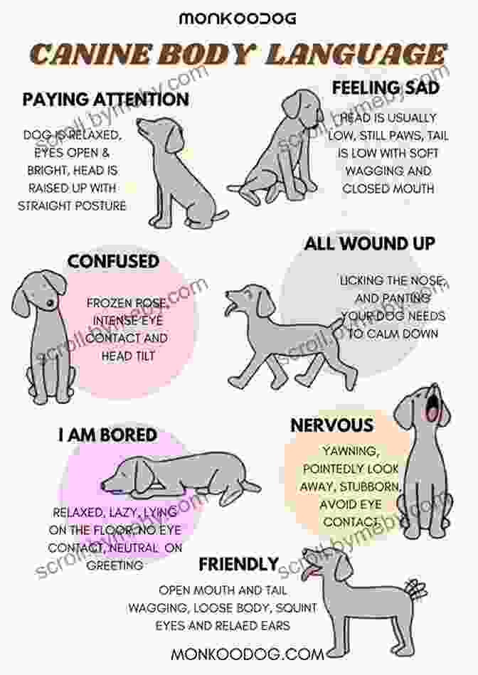 Dog Body Language Guide Meet Your Dog: The Game Changing Guide To Understanding Your Dog S Behavior