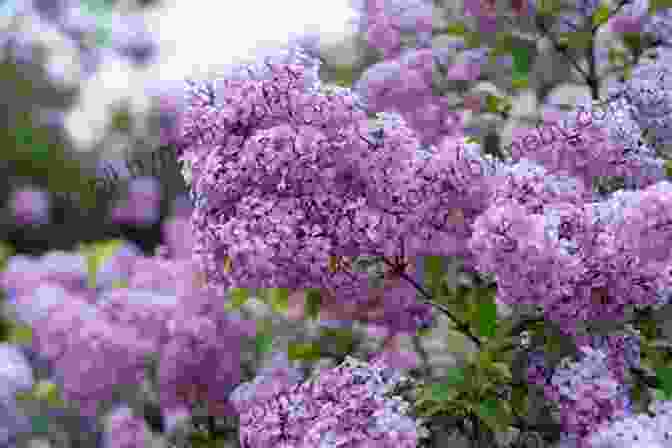 Field Of Fragrant Lilac Flowers Blooming In Soft Purple Hues, Symbolizing Nostalgia And The Fleeting Beauty Of Life. The Smell Of Lilacs: A Memoir