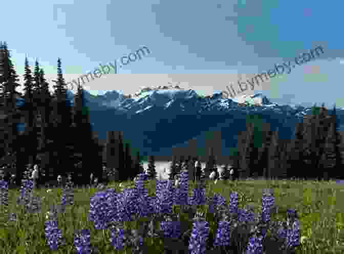 Hiker Taking In A Magnificent View From A Mountaintop On The Olympic Peninsula Day Hiking Olympic Peninsula 2nd Edition: National Park / Coastal Beaches / Southwest Washington