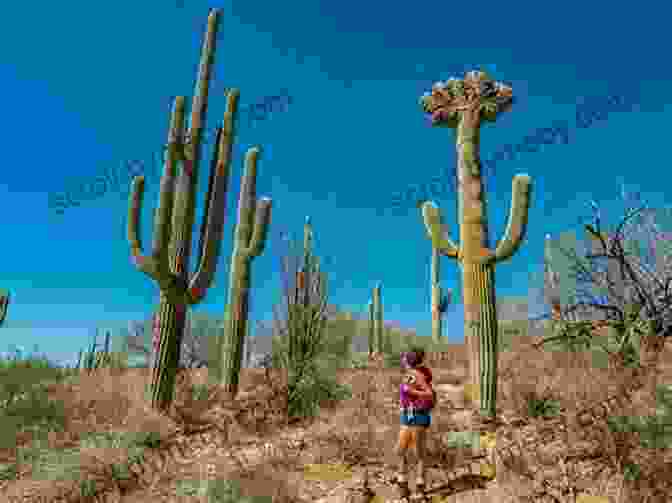 Hikers Traversing A Scenic Trail Through A Towering Saguaro Forest In Saguaro National Park 100 Things To Do In Tucson Before You Die 2nd Edition