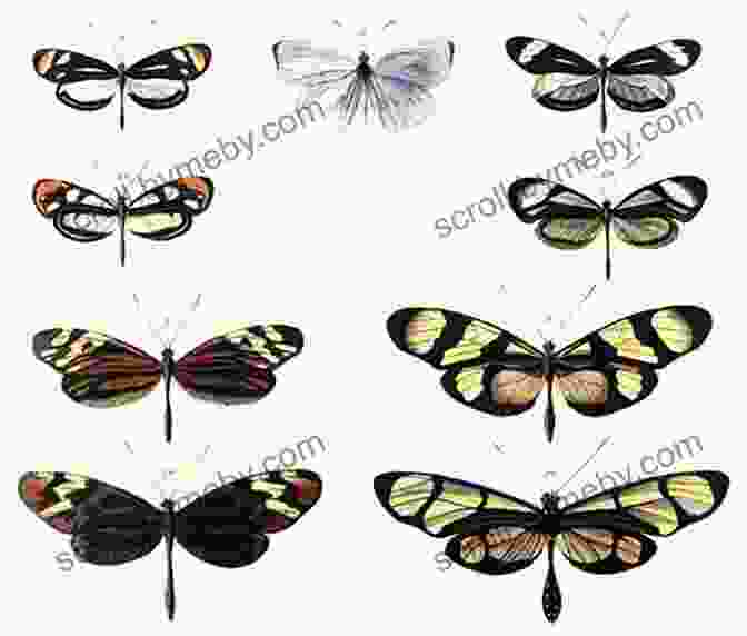 Illustration Depicting Batesian Mimicry In Butterflies Naturalists In Paradise: Wallace Bates And Spruce In The Our Book Library