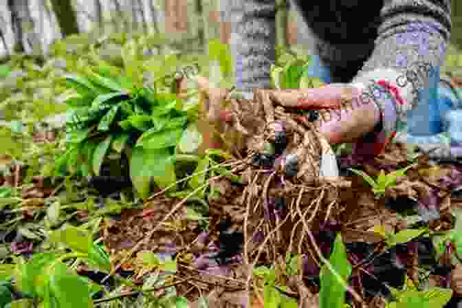 Image Of A Person Foraging For Wild Plants The Unofficial Hunger Games Wilderness Survival Guide