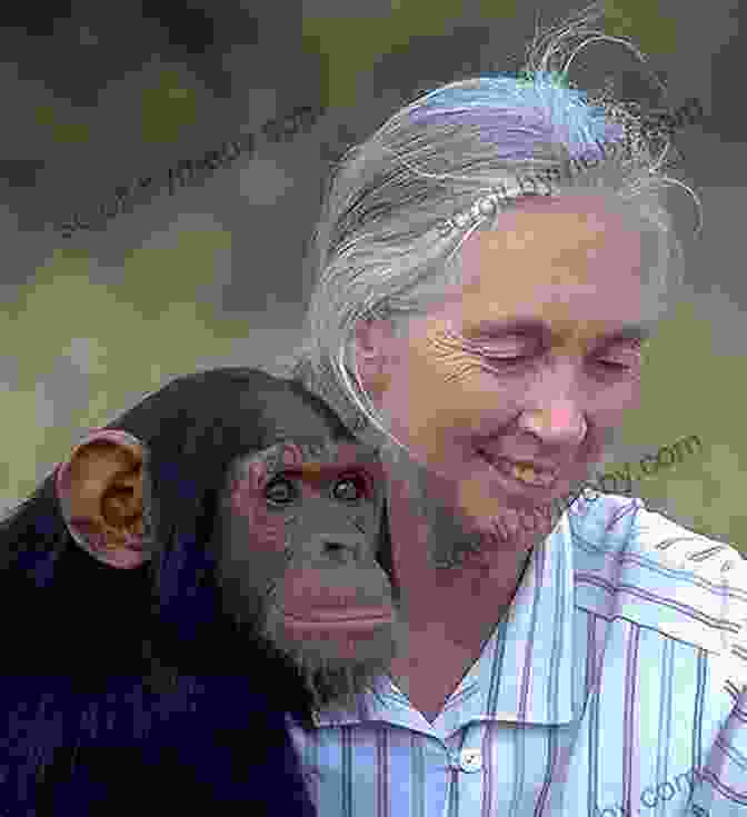 Jane Goodall Sitting In The Forest With A Chimpanzee Jane Goodall: The Woman Who Redefined Man