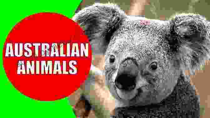 Kids Observing Wildlife In Australia Australia: Travel For Kids: The Fun Way To Discover Australia (Travel Guide For Kids 1)