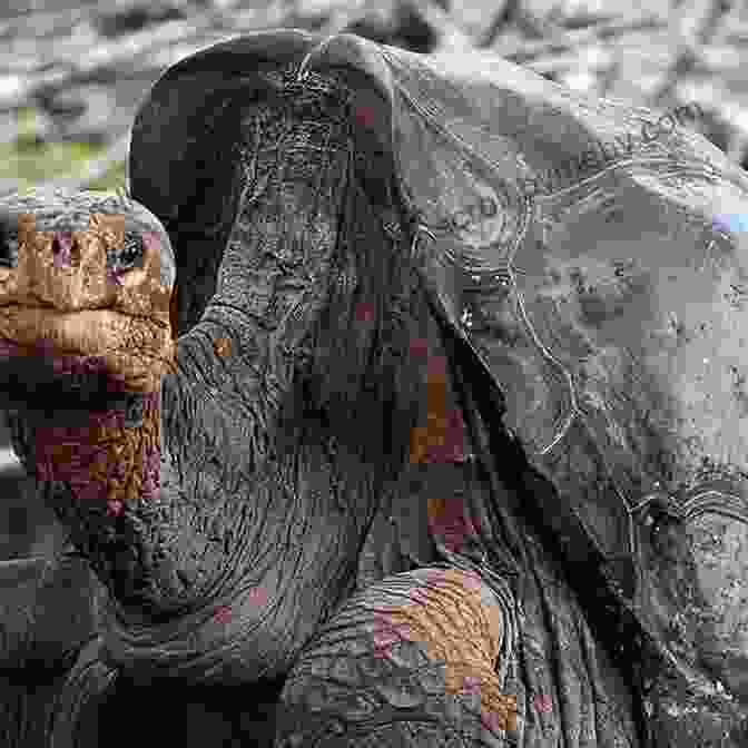 Lonesome George, A Giant Tortoise Lonesome George: A South American Odyssey