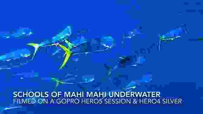 Mighty Mahi Leading A School Of Fish, Providing Shelter From Danger Mighty Mahi: Based On A True Story