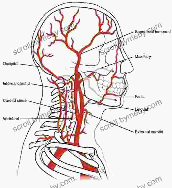 Netter Illustration Of Head And Neck Blood Vessels Netter S Advanced Head And Neck Flash Cards E (Netter Basic Science)