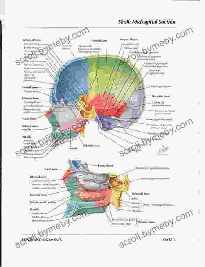 Netter Illustration Of Head And Neck Bones Netter S Advanced Head And Neck Flash Cards E (Netter Basic Science)