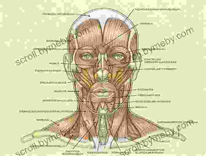 Netter Illustration Of Head And Neck Muscles Netter S Advanced Head And Neck Flash Cards E (Netter Basic Science)