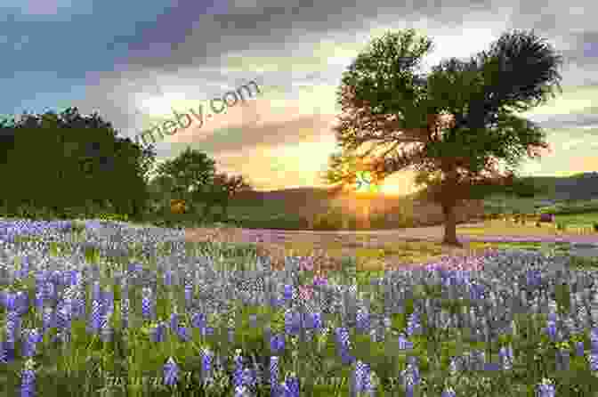 Panoramic View Of The Texas Hill Country Landscape, With Rolling Hills, Vibrant Wildflowers, And Clear Skies Walking The Llano: A Texas Memoir Of Place