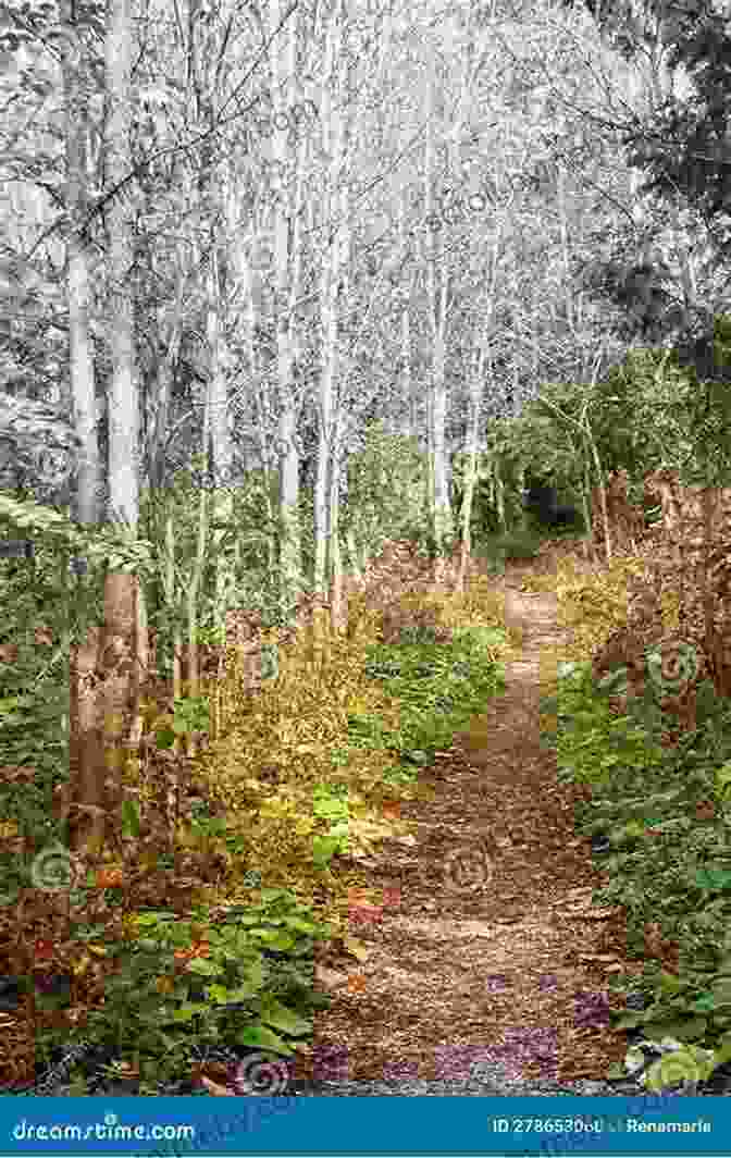 Secluded Pathway Winding Through Lush Forest No Thru Road: Confessions Of A Traveling Man