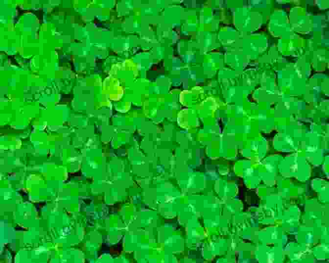 Shamrock Emerald Isle Mc Book Cover: A Captivating Image Of A Lush Green Shamrock Against A Backdrop Of The Rolling Irish Hills Shamrock (Emerald Isle MC 1)