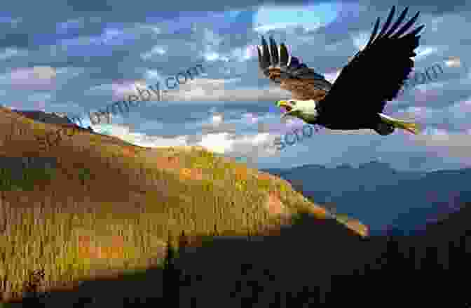 Soaring Bald Eagle Over Wyoming's Skies Wyoming Wild Clinton Spurr