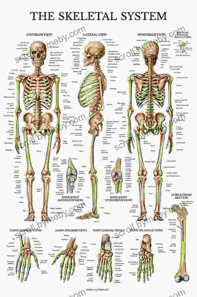 The Human Bone Manual: A Comprehensive Guide To The Human Skeleton The Human Bone Manual Pieter Arend Folkens