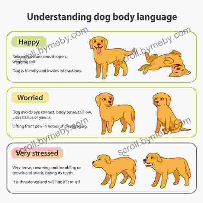 Understanding Canine Motivations Guide Meet Your Dog: The Game Changing Guide To Understanding Your Dog S Behavior